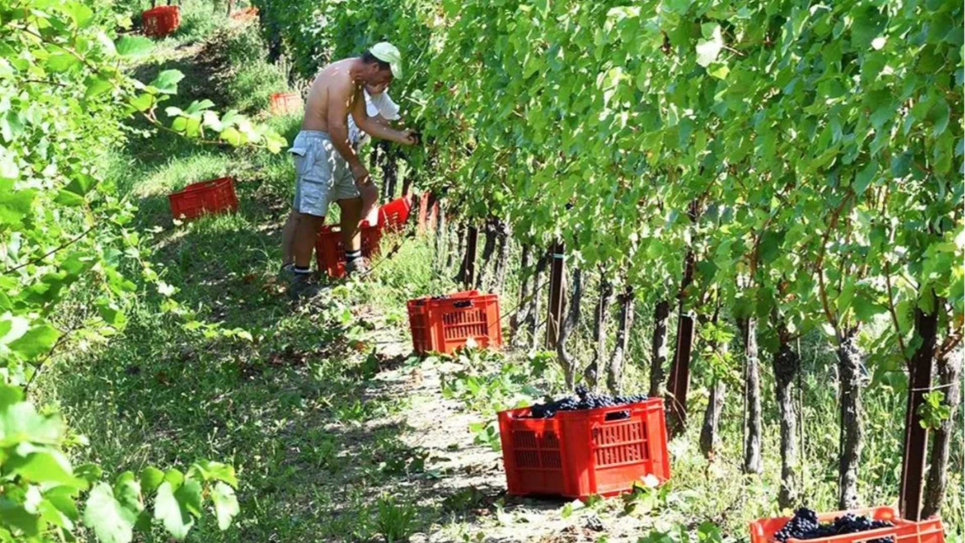 Pinot Noir, king of Oltrepò: it is the most widely planted grape variety in the region