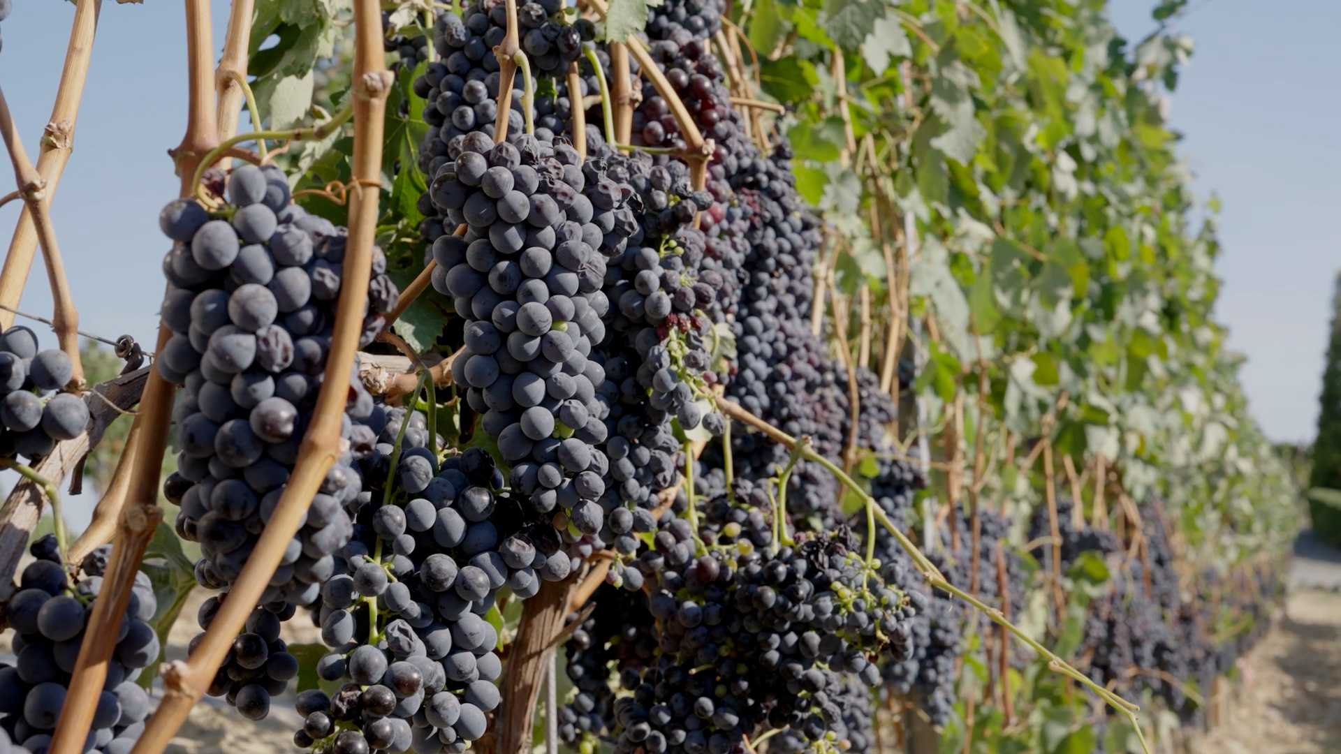 What Will the Wine From the Earliest Harvest of the Century Taste Like? Winemakers Have a Surprising Answer