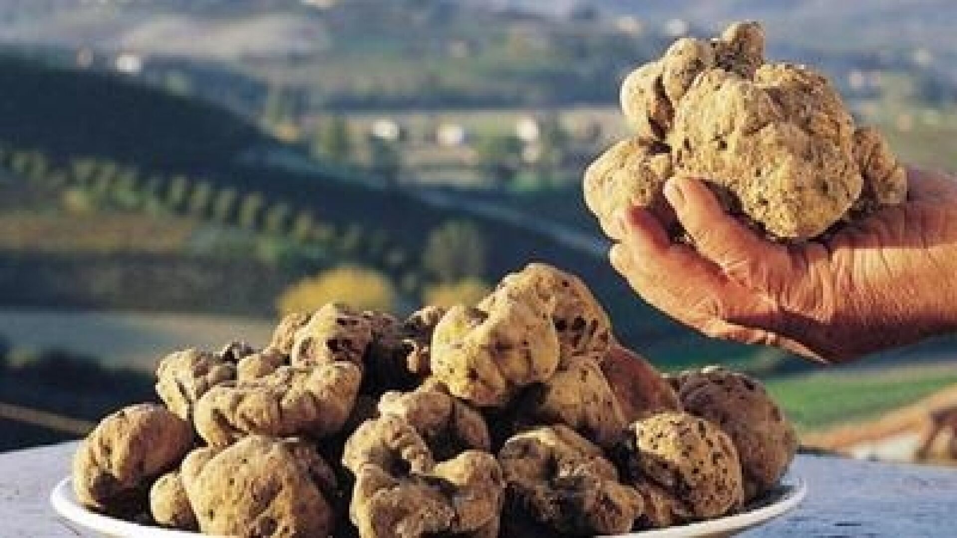 Hard Times for the Truffle King: Drought Sends Prices Soaring as Alba Sells Out
