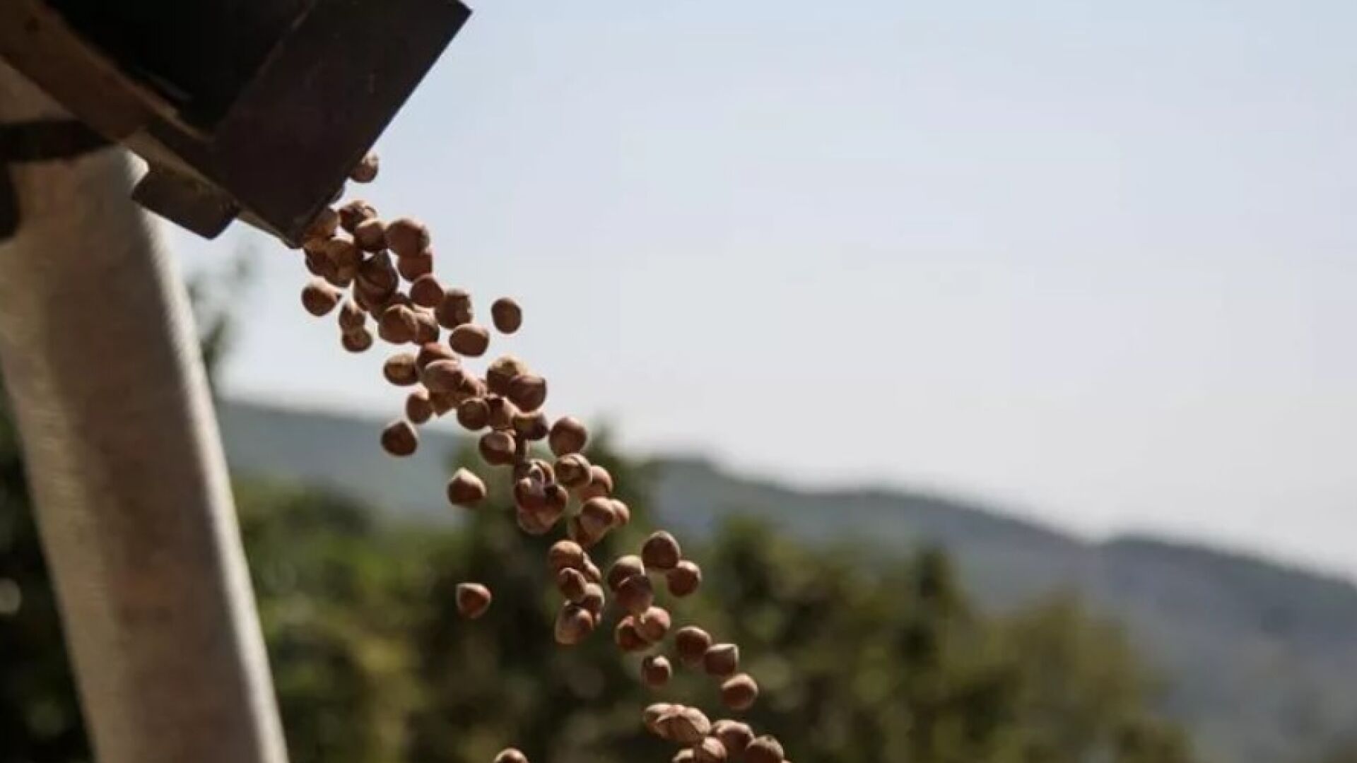 Ferrero’s Hazelnut School: “This Is Where You Learn to Protect the Supply Chain”